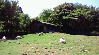 20130426yagi.jpg