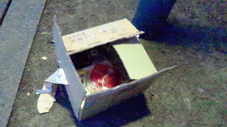 201305160dannbo.jpg