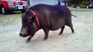 20130516pu-.jpg